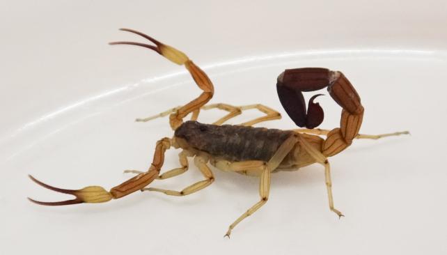 Alacranes-1