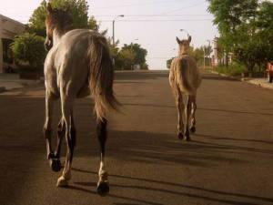 caballos-sueltos