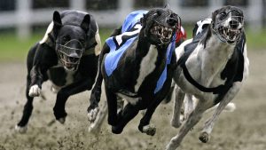 galgos-1