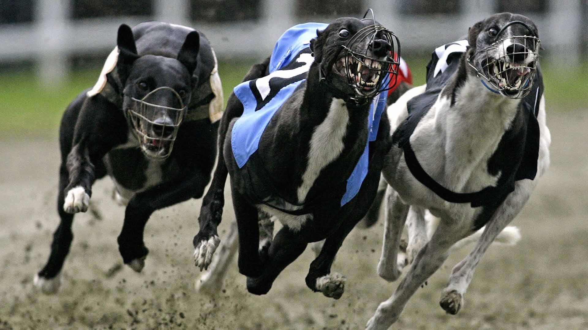 galgos-1