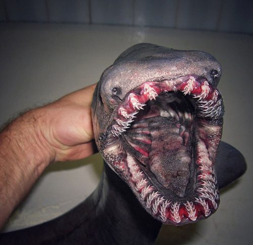 rusia-criaturas-alienigenas-sf-10