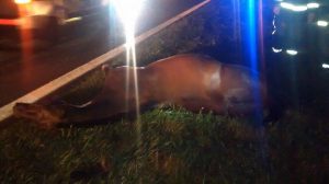 16839365_10212463408246794_2034581760_n1