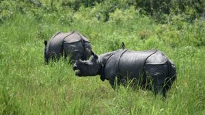 _94626451__94228216_rhinos_getty