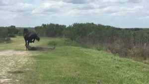 Caballo-vs-cocodrilo-3
