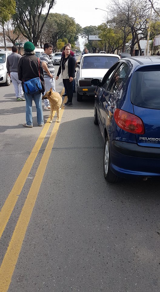 21076889_10209075497875922_447898101_n