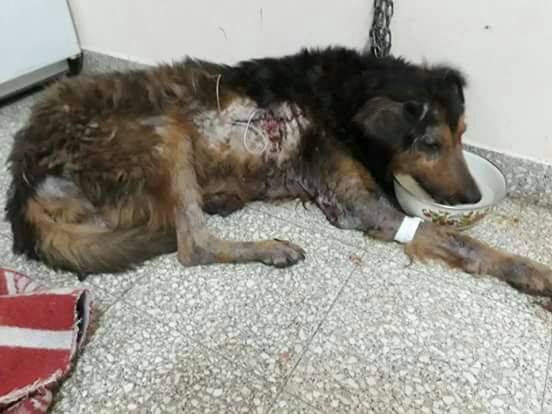 25994870_1872345926412061_1188874105912551921_n