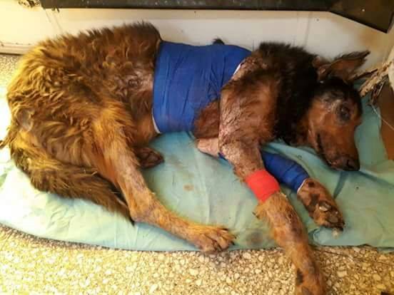 26047132_1872345846412069_705561919449740027_n