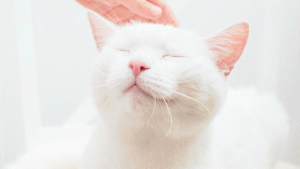 noticia-1550663907-dia-internacional-del-gato