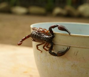 alacranes-pergamino-2