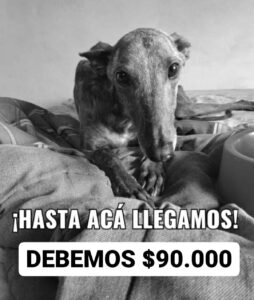 rescataditos pergamino 2