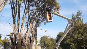 Despeje-de-ramas-San-Luis-2046-1-e1620146728492