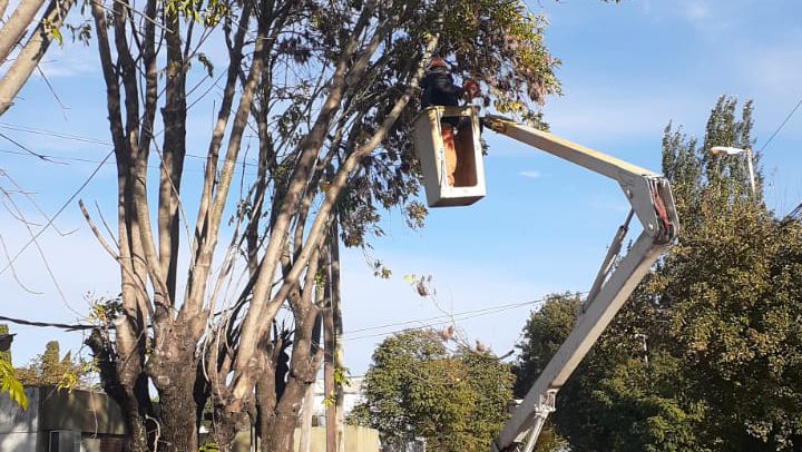 Despeje-de-ramas-San-Luis-2046-1-e1620146728492