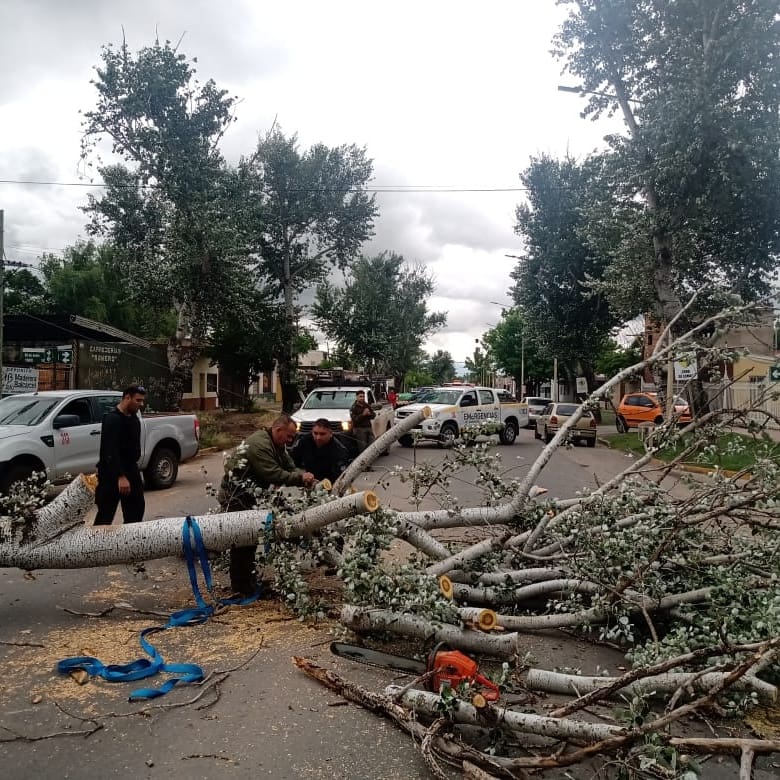 caida arbol barrancas
