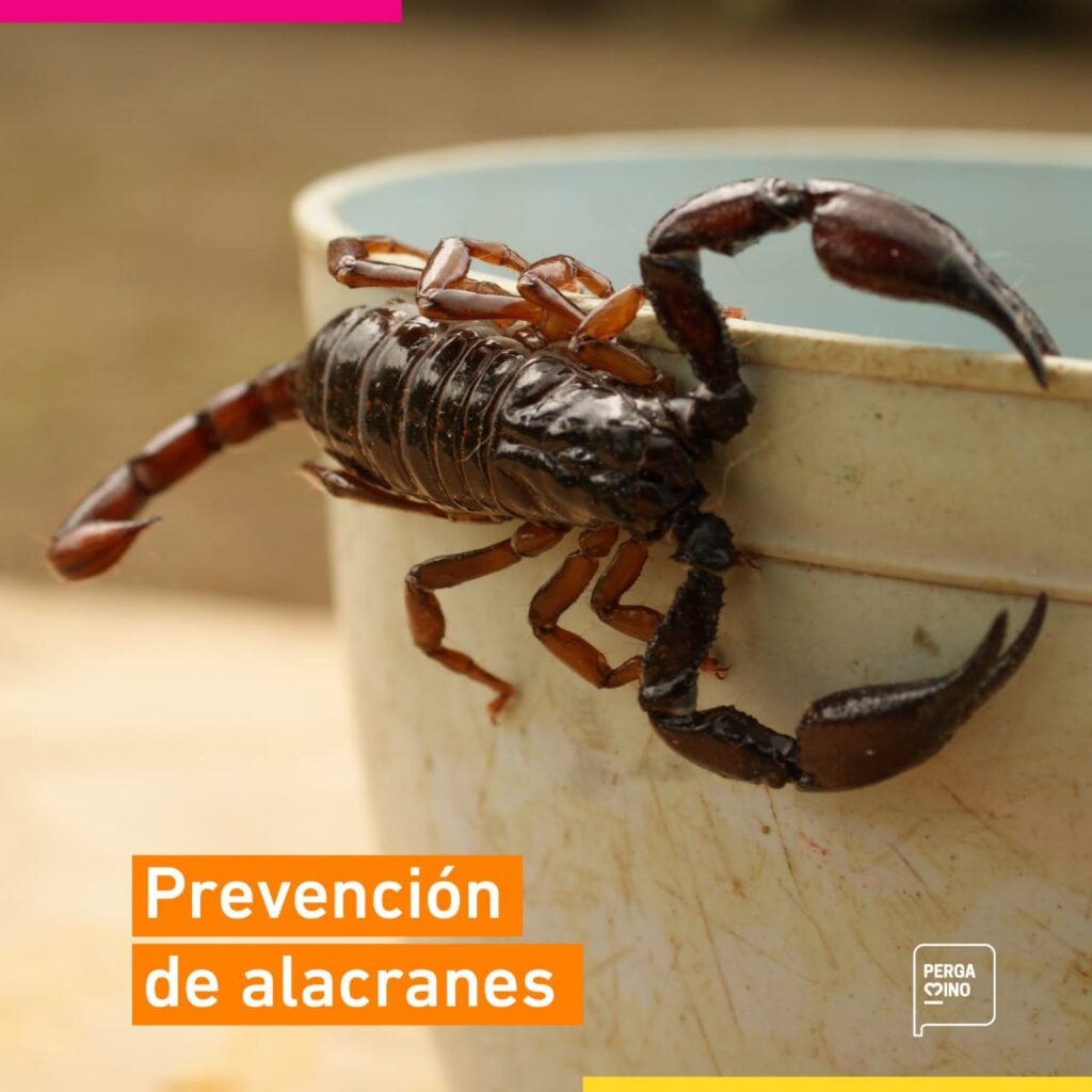 alacranes perga