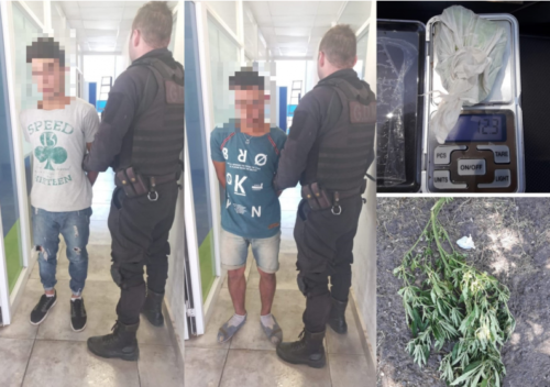 demorados planta marihuana