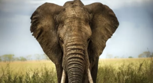 elefante