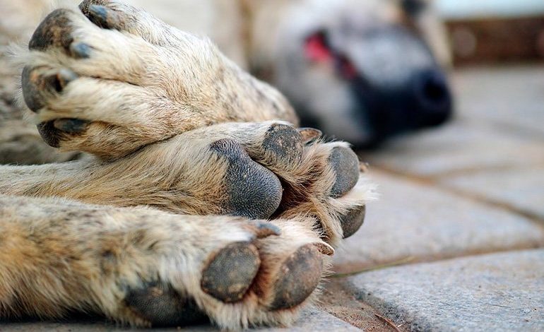 perro-envenenado-770x470