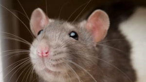 rata