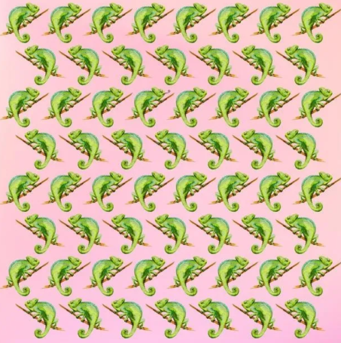 camaleon