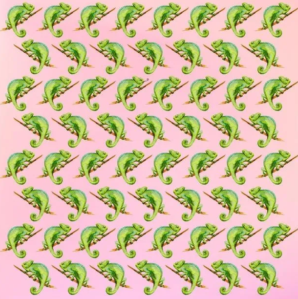 camaleon