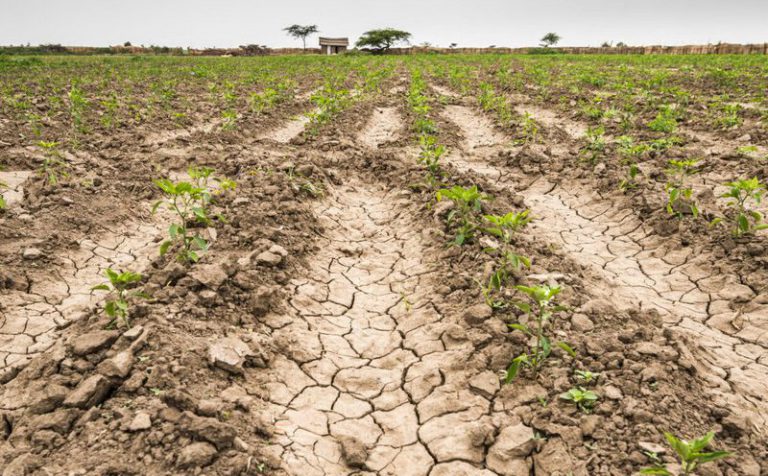 productores agropecuarios