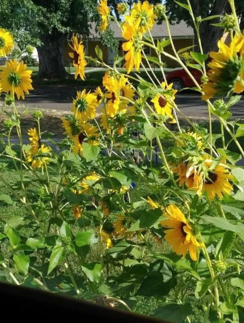 abeja