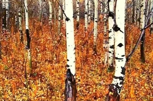 arbol