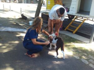 veterinaria