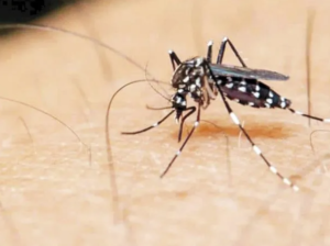 dengue