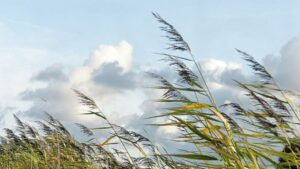 7-curiosidades-cientificas-sobre-el-viento-655x368