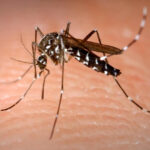 Nacionales – El brote de dengue en Argentina es 3,3 veces mayor que el del año pasado