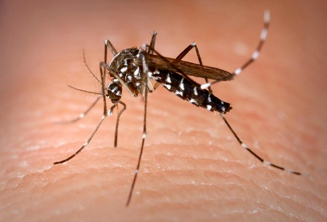 dengue-pergamino