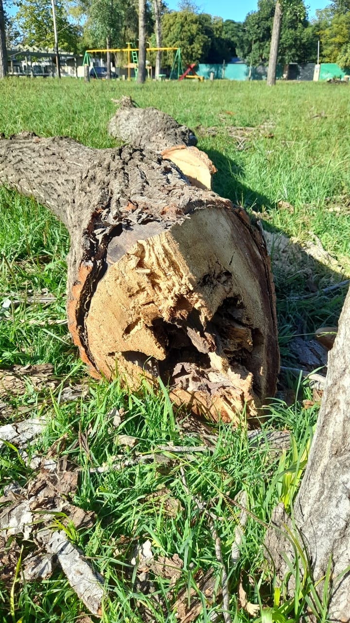 arbol tapa
