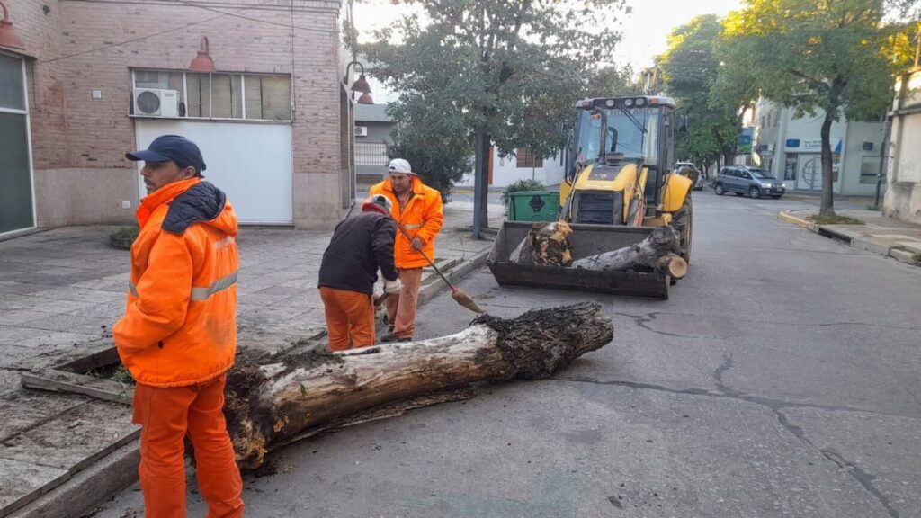 arbol tapa
