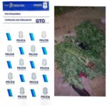 Pergamino – Transportaban plantas de marihuana, se accidentaron y fueron detenidos  