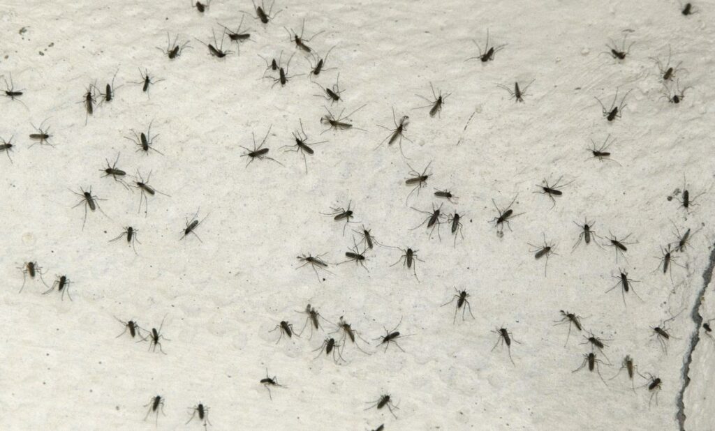 mosquitos