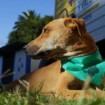 Pergamino – El móvil de Veterinaria se encuentra en la Plazoleta Della Paolera