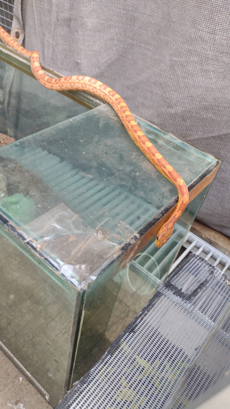 serpiente