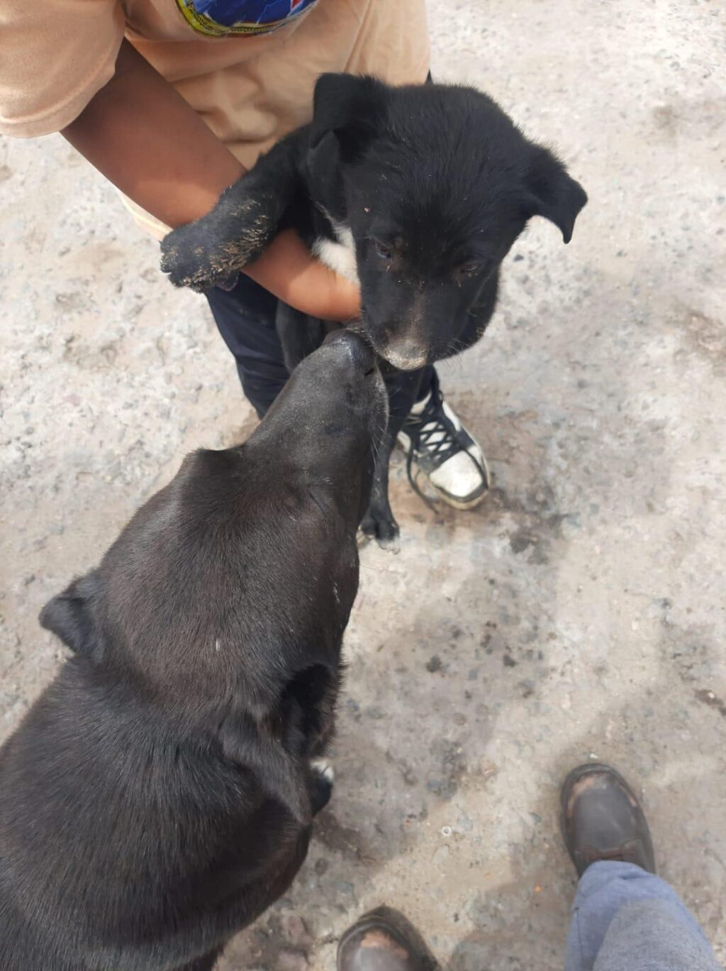rescate tapa