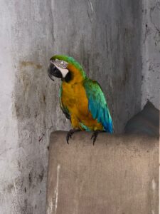 loro tapa