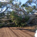 Pergamino – Peligro por podas y talas irregulares de árboles: se reitera el pedido de responsabilidad a los vecinos 