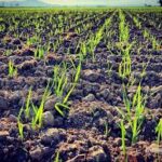 Alerta en el campo: 8 de los últimos 10 veranos en Pergamino fueron deficitarios en lluvias