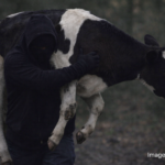 ROBO EN LA ESCUELA AGROTÉCNICA: SE LLEVARON UNA VAQUILLONA TRAS ROMPER EL ALAMBRADO
