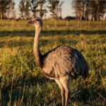 Caza furtiva en La Violeta: mataron a un ñandú criado como mascota en un campo y lo exhibieron en redes sociales